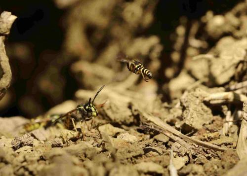 Conops scutellatus